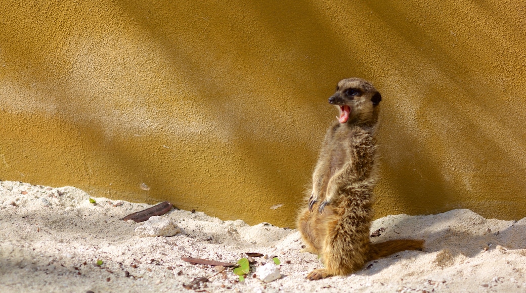 Ardastra Gardens, zoológico y centro de conservación que incluye animales del zoo y animales domésticos