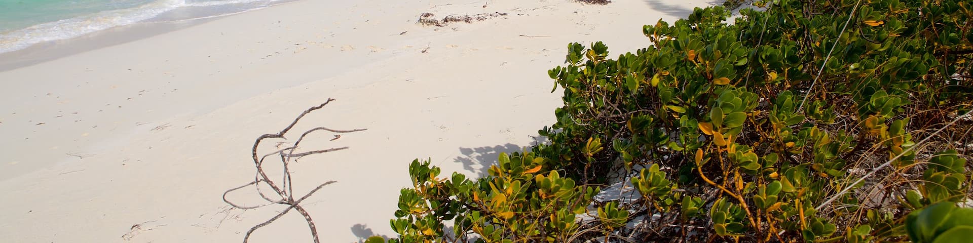 トロピック オブ キャンサー ビーチ 表示 砂浜