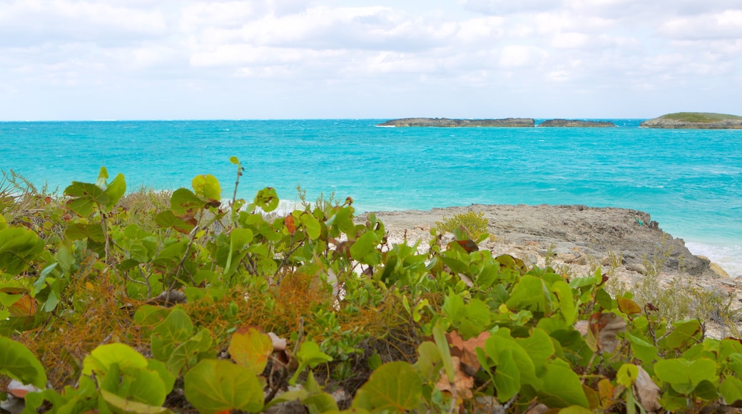 Plage du Tropique du Cancer mettant en vedette vues littorales