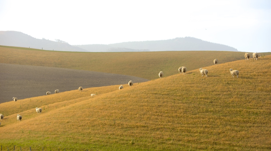 Christchurch mostrando tierras de cultivo y animales tiernos