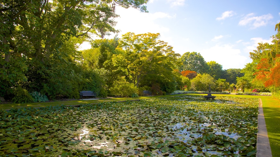 Mona Vale que incluye un jardín y un estanque