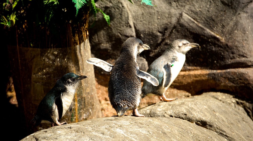 International Antarctic Centre showing bird life