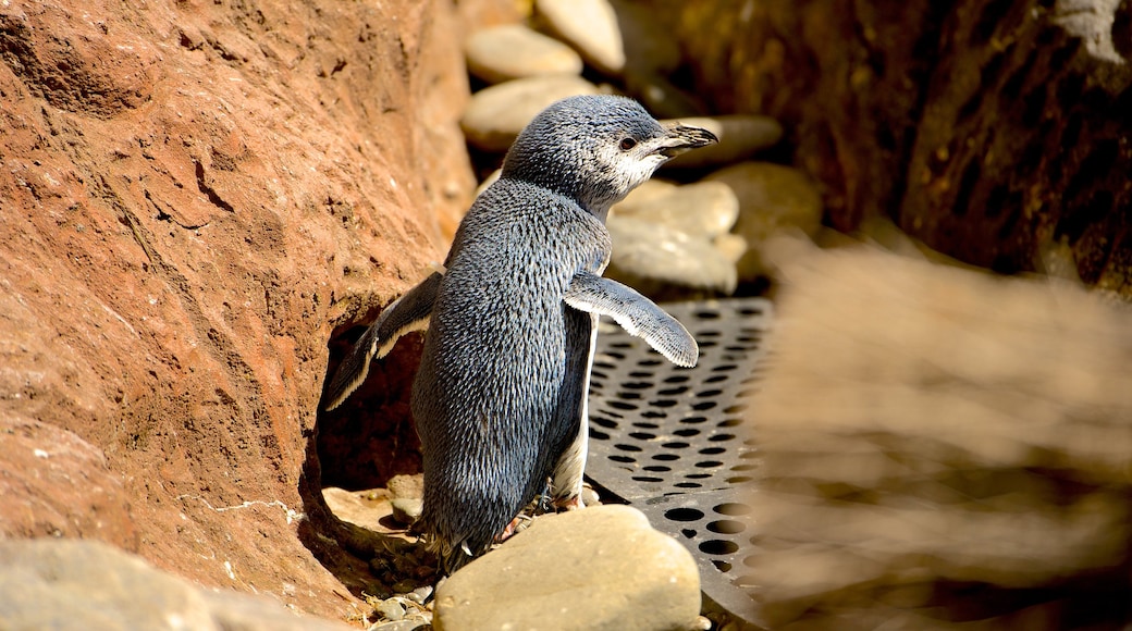 International Antarctic Centre featuring bird life and zoo animals