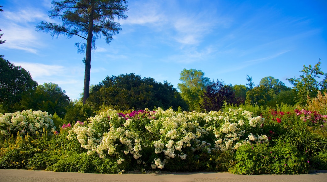 Christchurch Botanic Gardens showing a garden