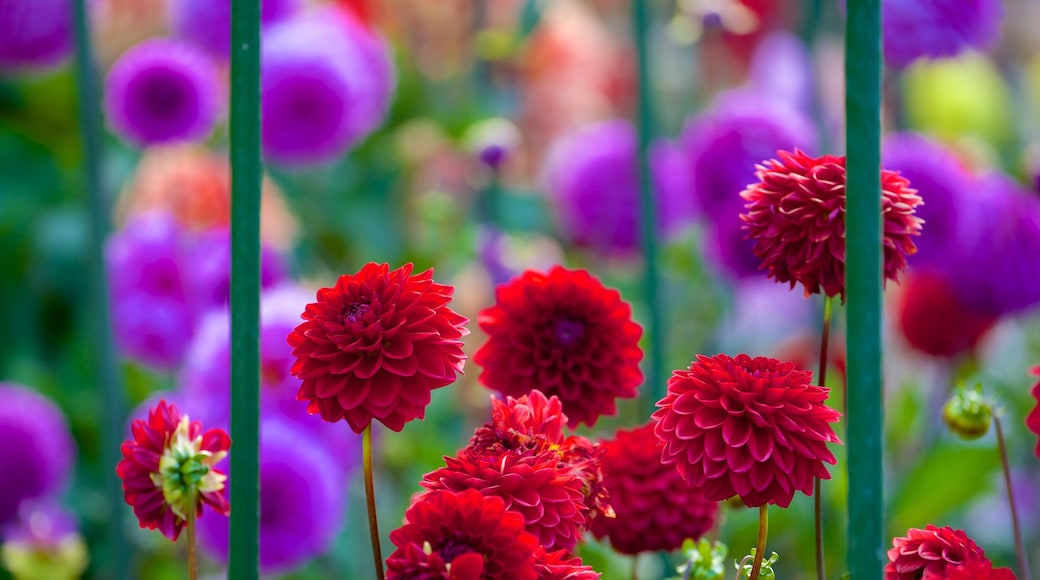 Christchurch Botanic Gardens showing flowers