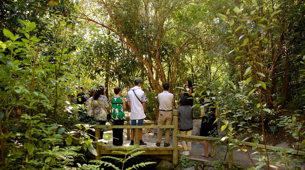 Willowbank Wildlife Reserve mostrando selva y también un gran grupo de personas