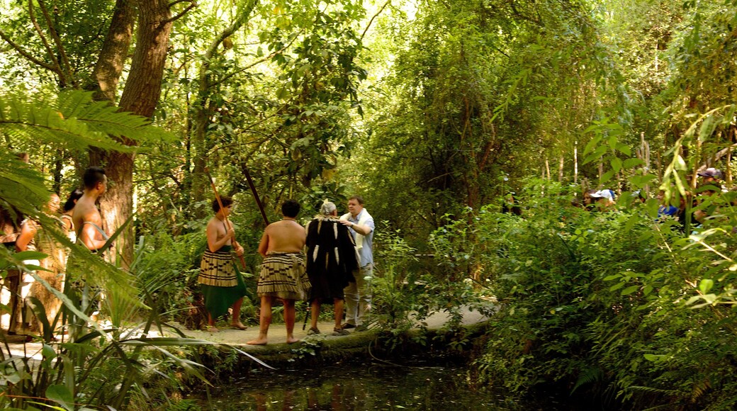 Willowbank Wildlife Reserve showing rainforest as well as a large group of people