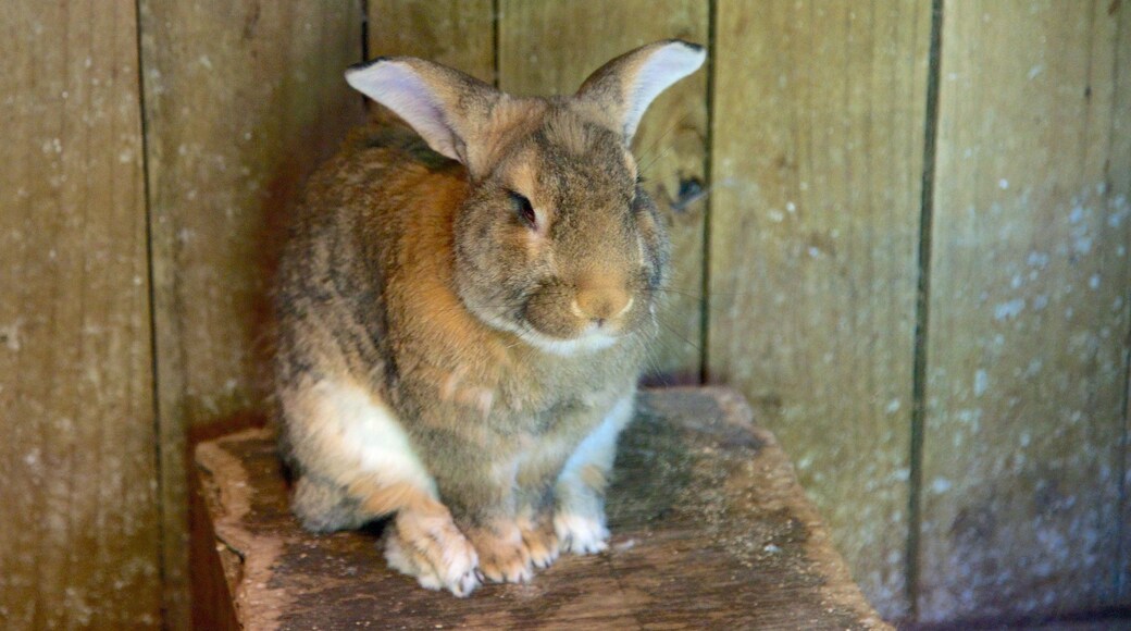 Willowbank Wildlife Reserve inclusief schattige dieren