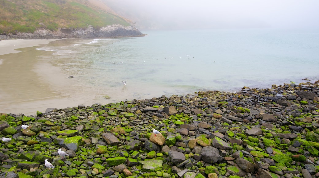 Royal Albatross Centre showing rocky coastline and mist or fog