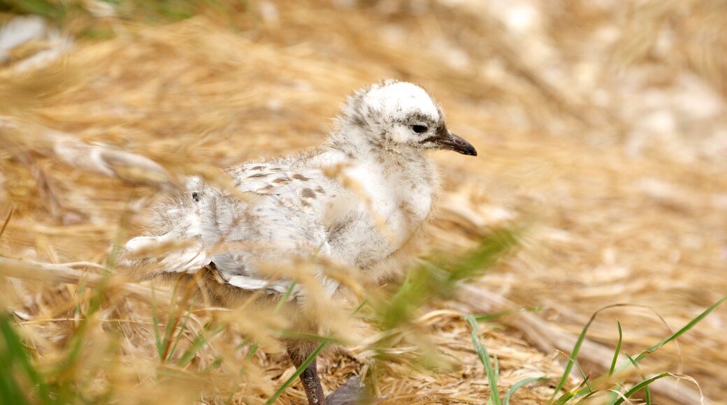 Royal Albatross Centre which includes bird life