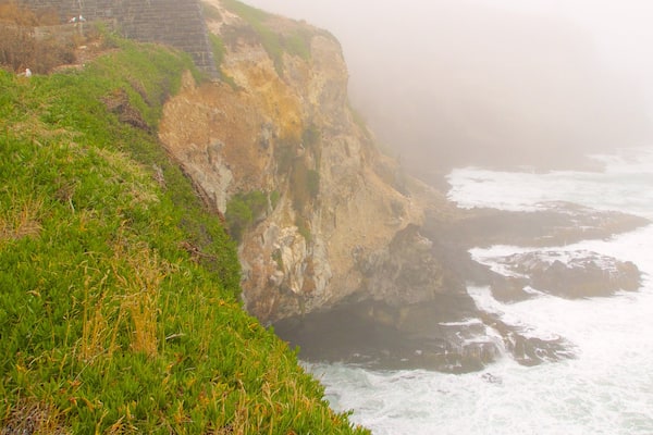 Royal Albatross Centre showing mist or fog, rugged coastline and a gorge or canyon