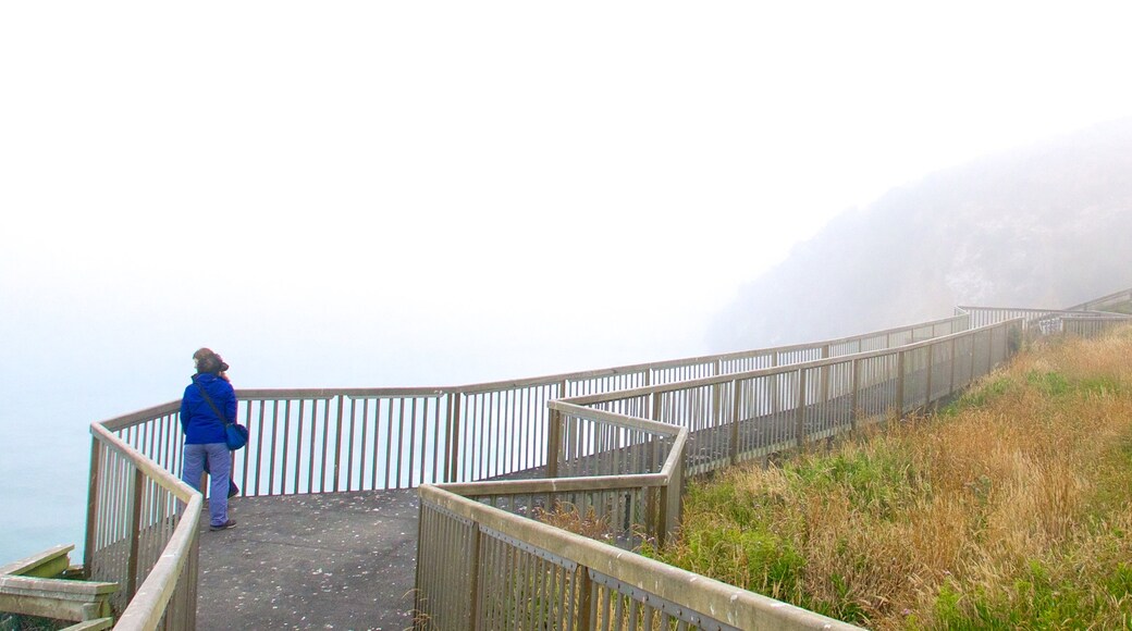 Royal Albatross Centre showing mist or fog and views as well as an individual female