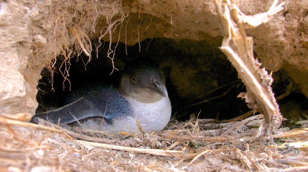 Royal Albatross Centre showing bird life