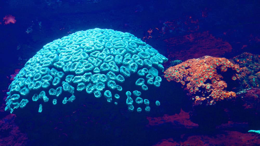 Noumea showing coral