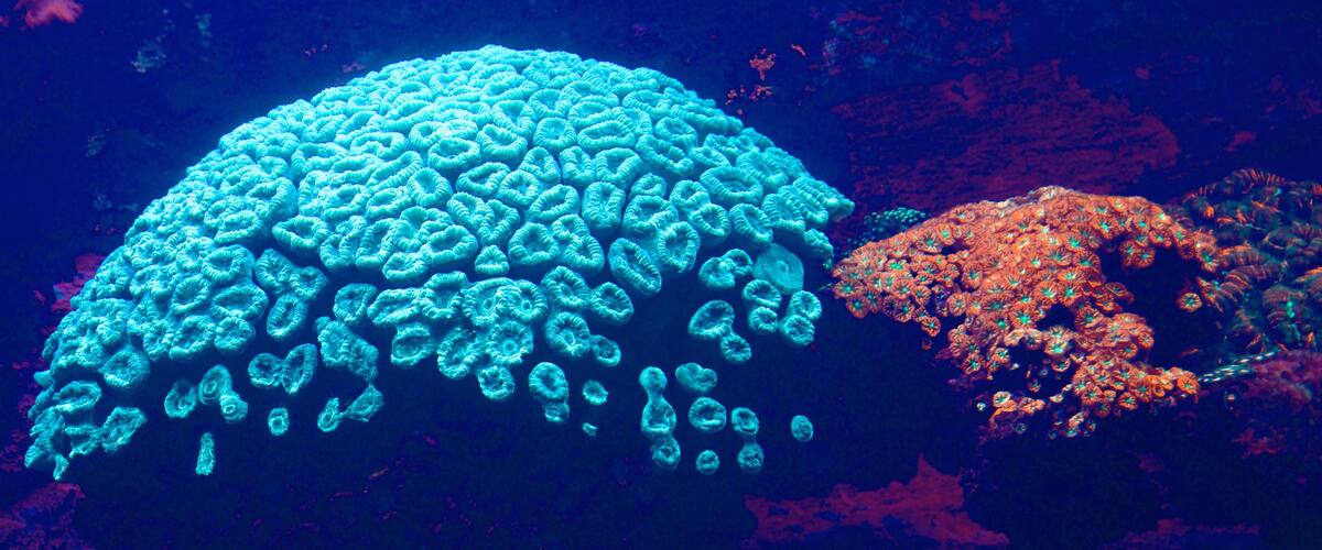 Noumea featuring coral