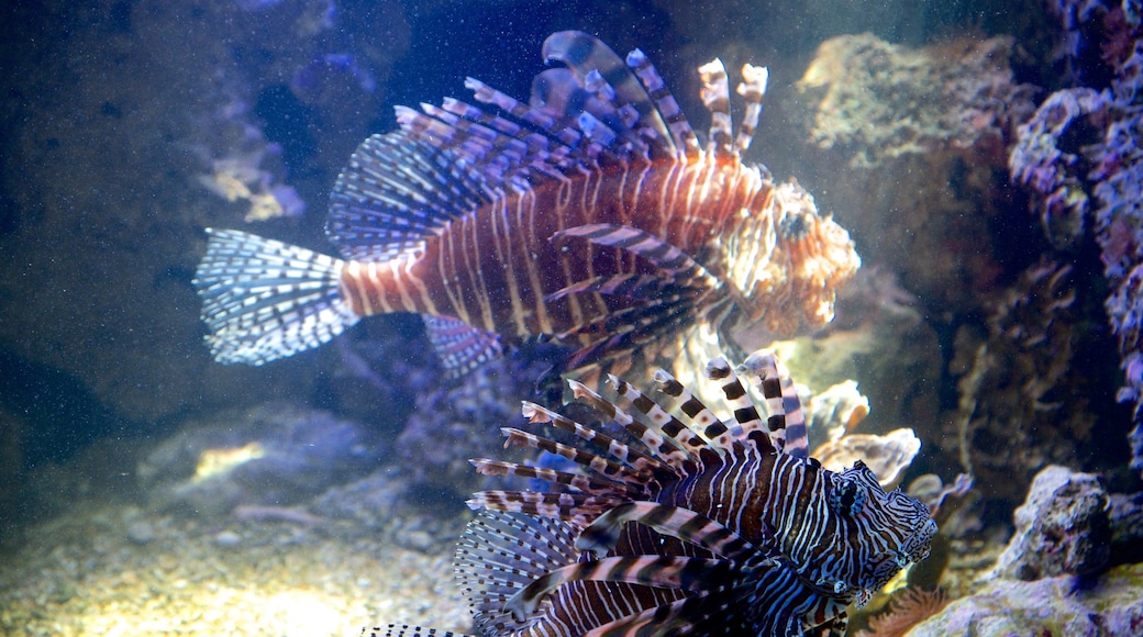 Noumea showing marine life