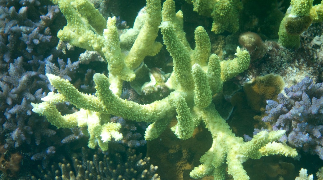 Lifou featuring coral