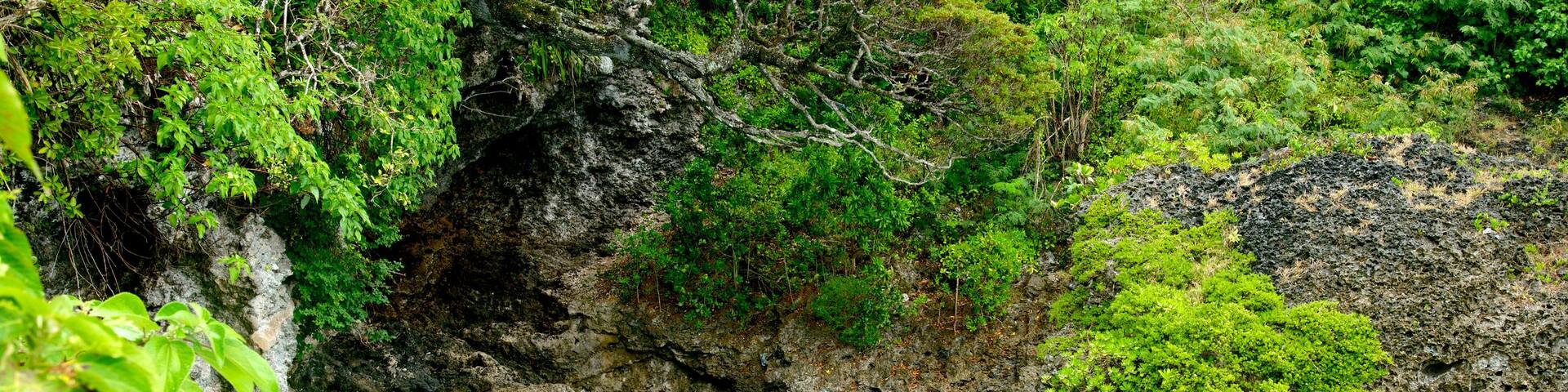 Lifou featuring coral