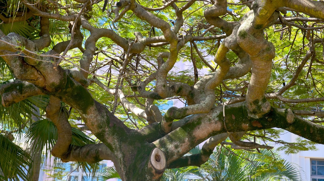 Plaza de los Cocoteros ofreciendo un jardín