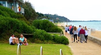 Dromana featuring general coastal views and hiking or walking as well as a large group of people