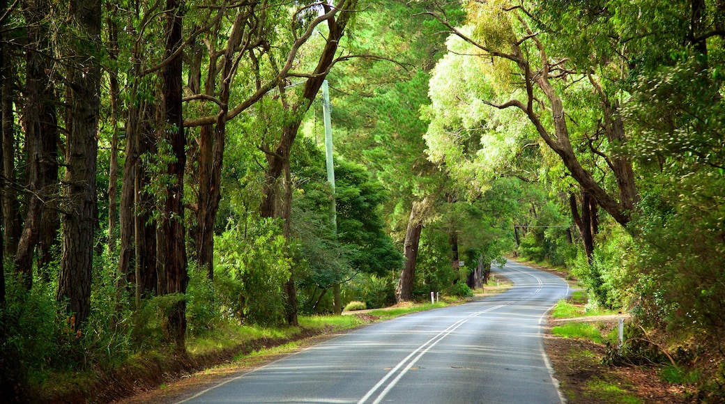 Red Hill South ofreciendo bosques