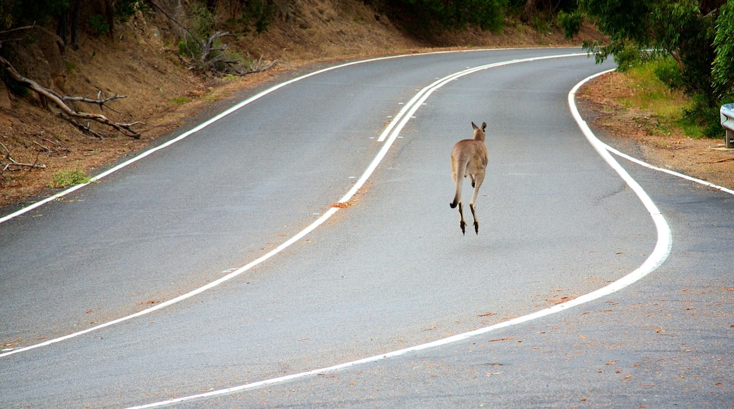 Mornington Peninsula qui includes animaux domestiques ou inoffensifs