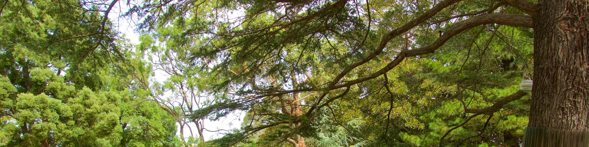 St. Kilda Botanical Gardens featuring a garden