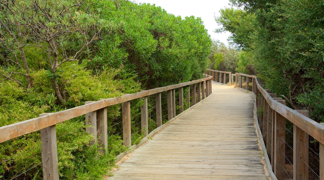 Frankston showing forests