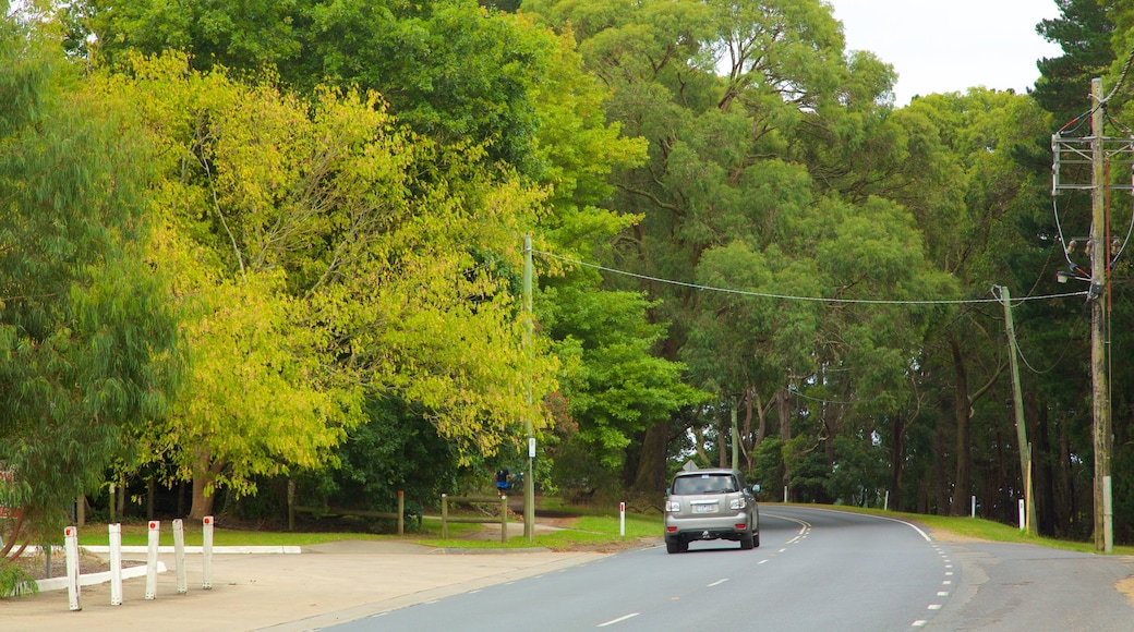 Red Hill featuring forests and touring