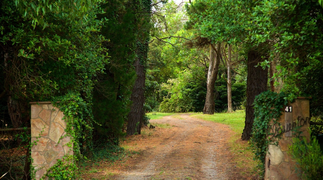 Red Hill which includes forest scenes