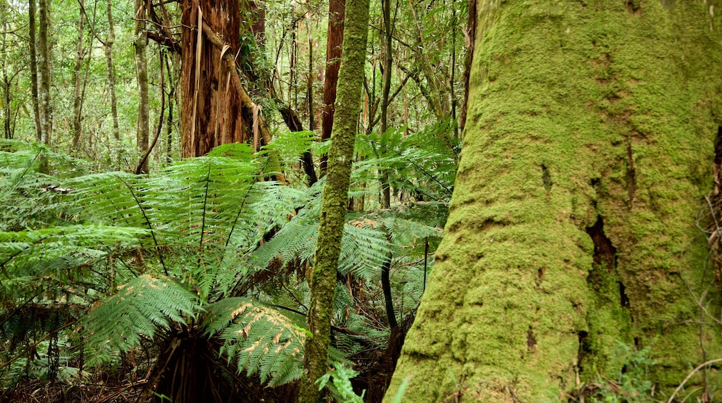 Taman Negara Great Otway