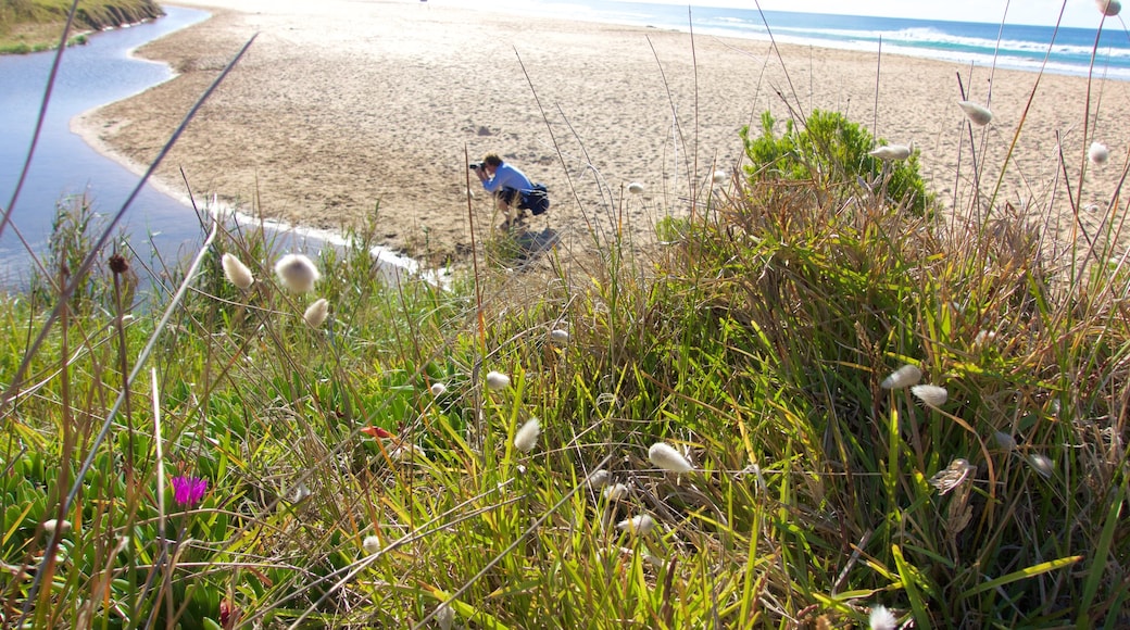 Skenes Creek mit einem allgemeine Küstenansicht und Wildblumen