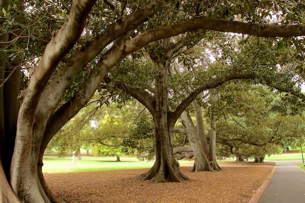 Fitzroy Gardens montrant jardin