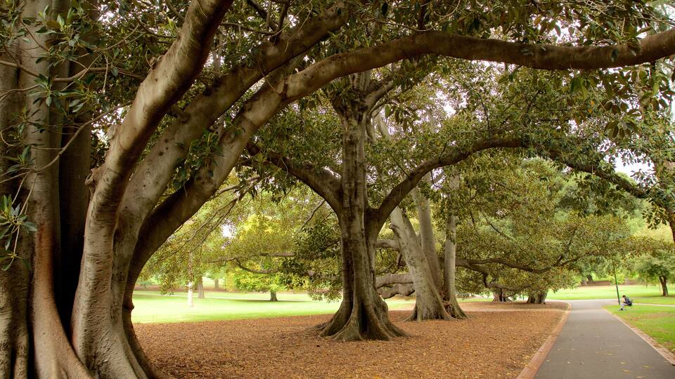 Fitzroy Gardens que incluye jardín