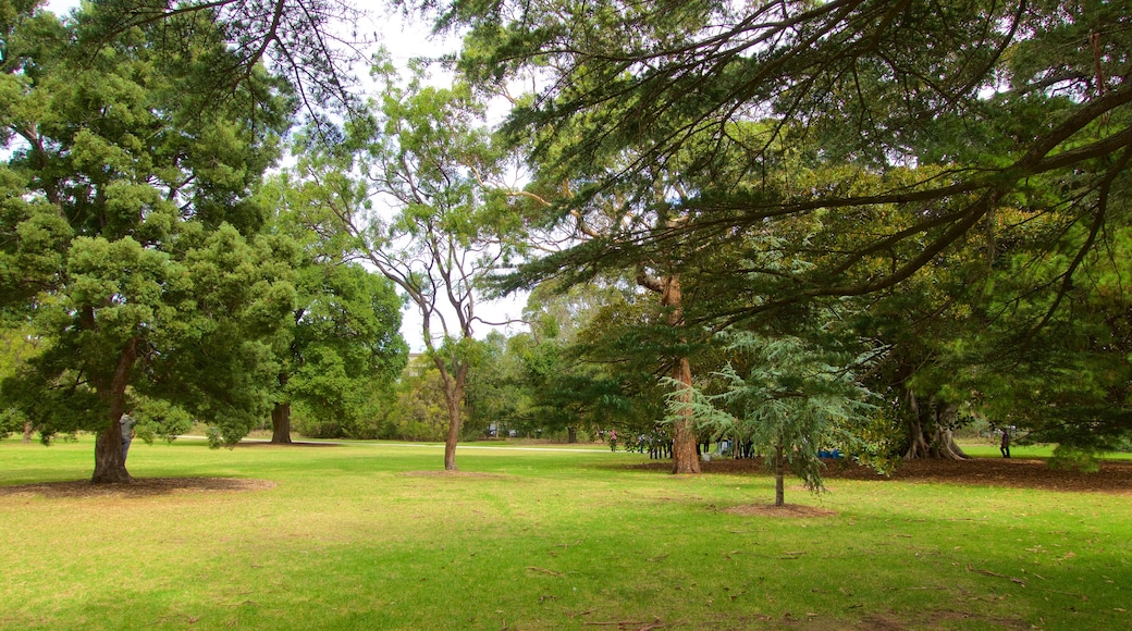 St. Kilda Botanical Gardens showing a park