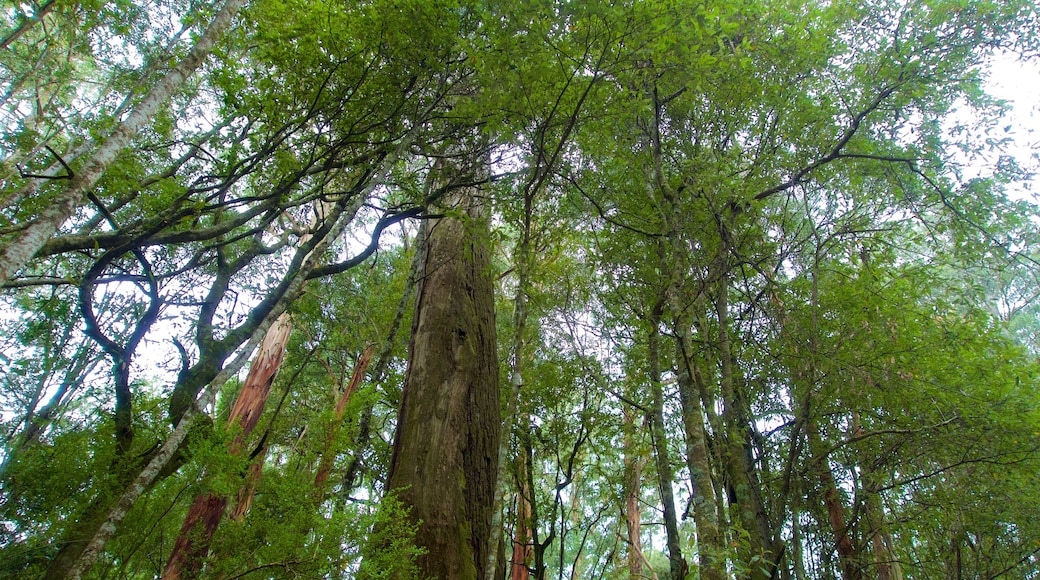 Parco Nazionale di Great Otway che include foresta pluviale