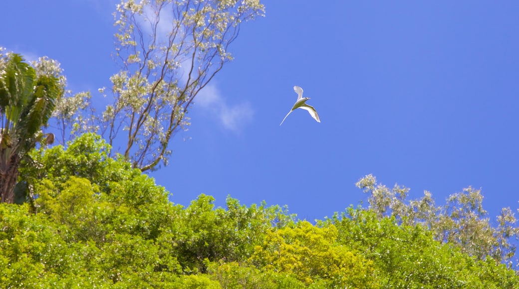 Tamarind Falls showing bird life