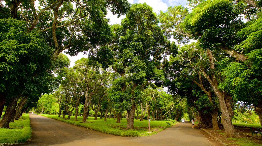 Pamplemousses Botanical Garden toont een park