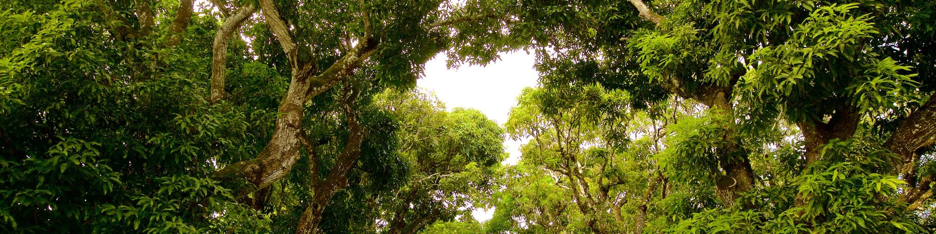 Pamplemousses Botanical Garden which includes a park