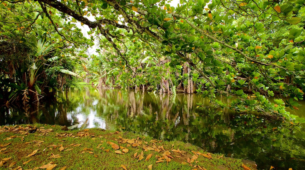 Pamplemousses Botanical Garden featuring a river or creek and a garden