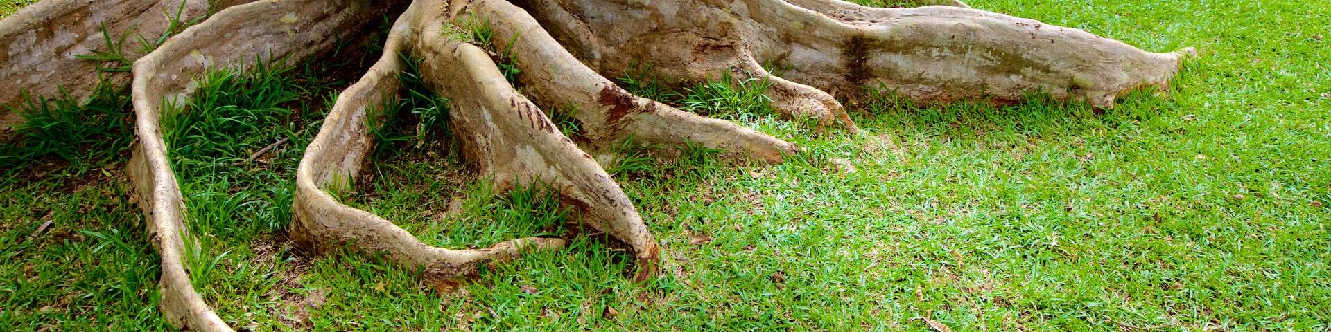 Pamplemousses Botanical Garden showing a park