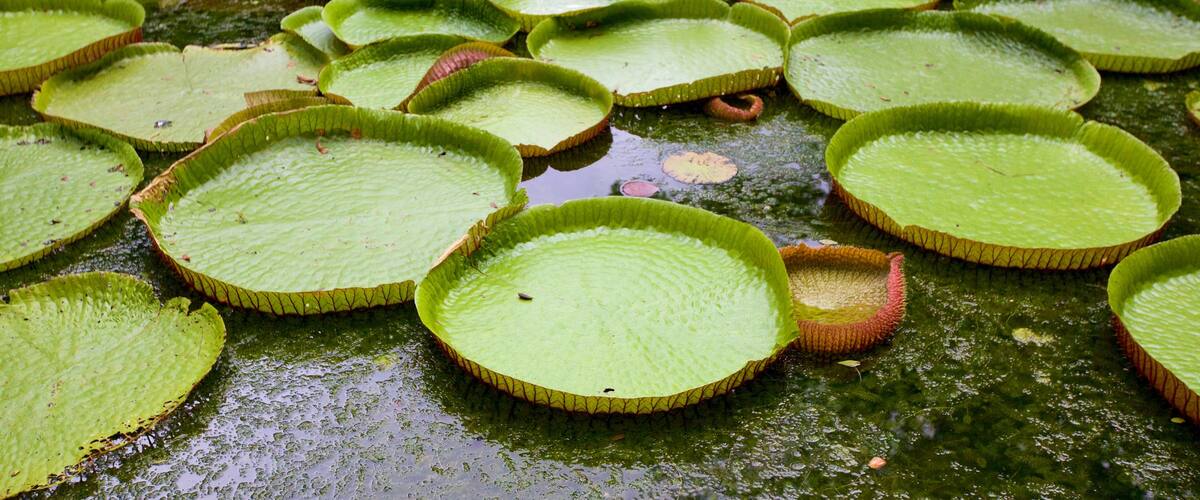 Pamplemousses Botanical Garden showing a pond