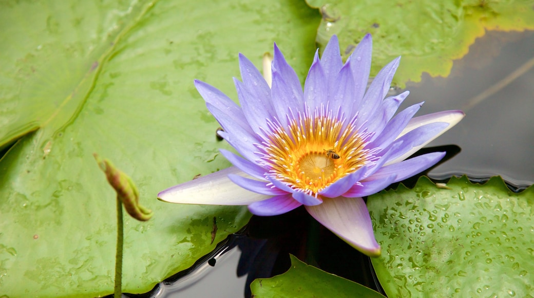 Botanischer Garten Pamplemousses welches beinhaltet Wildblumen