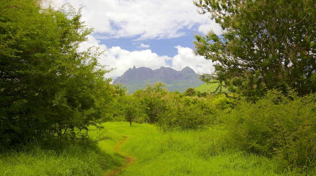 Pieter Both Mountain featuring tranquil scenes