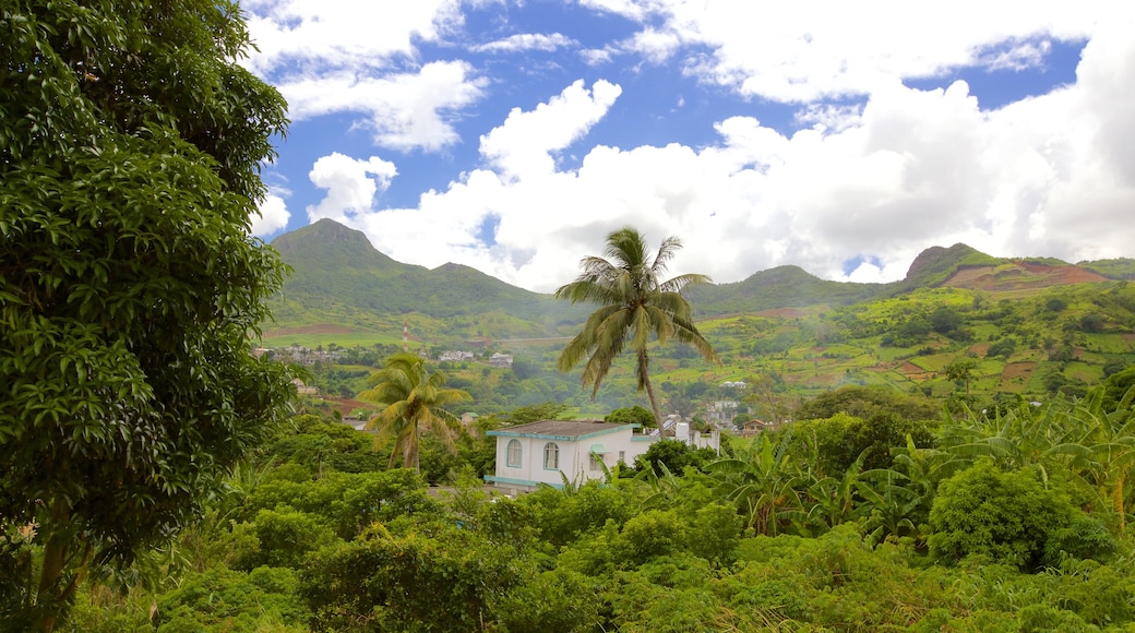 Pieter Both Mountain which includes rainforest and landscape views