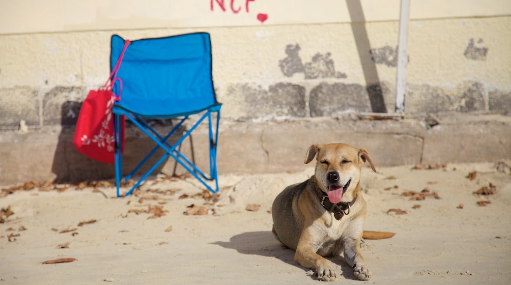 Mauricio que incluye animales tiernos