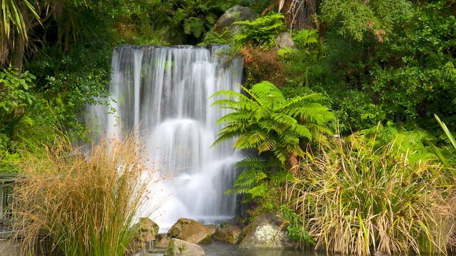 Taman Marga Satwa Kiwi Rainbow Springs
