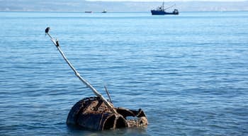 Napier welches beinhaltet See oder Wasserstelle