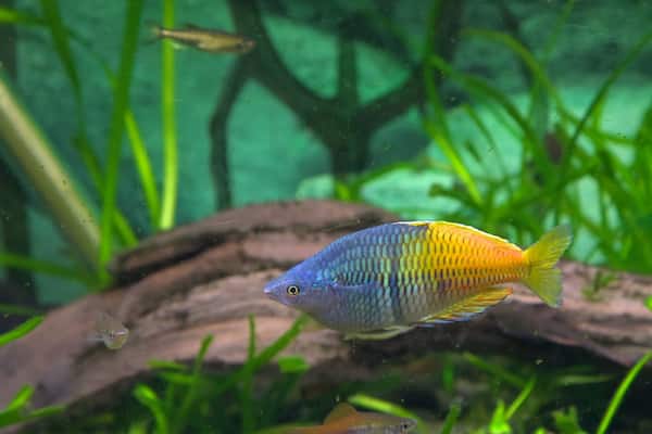 Aquarium national de Nouvelle-Zélande qui includes vie marine