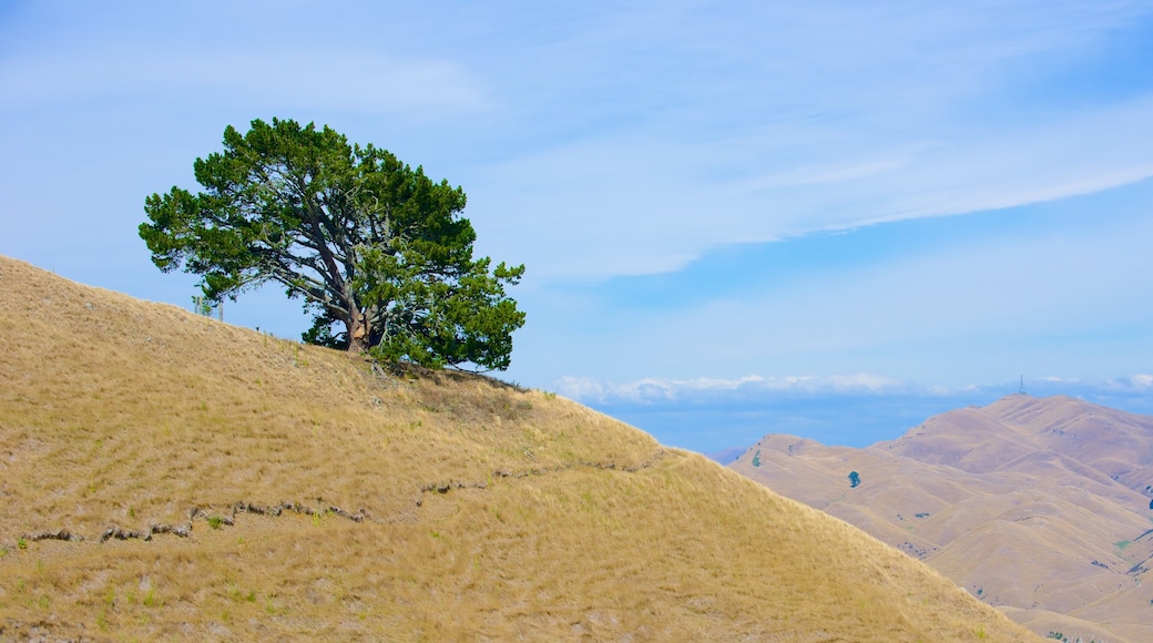 Te Mata Peak mostrando vista panorámica y escenas tranquilas